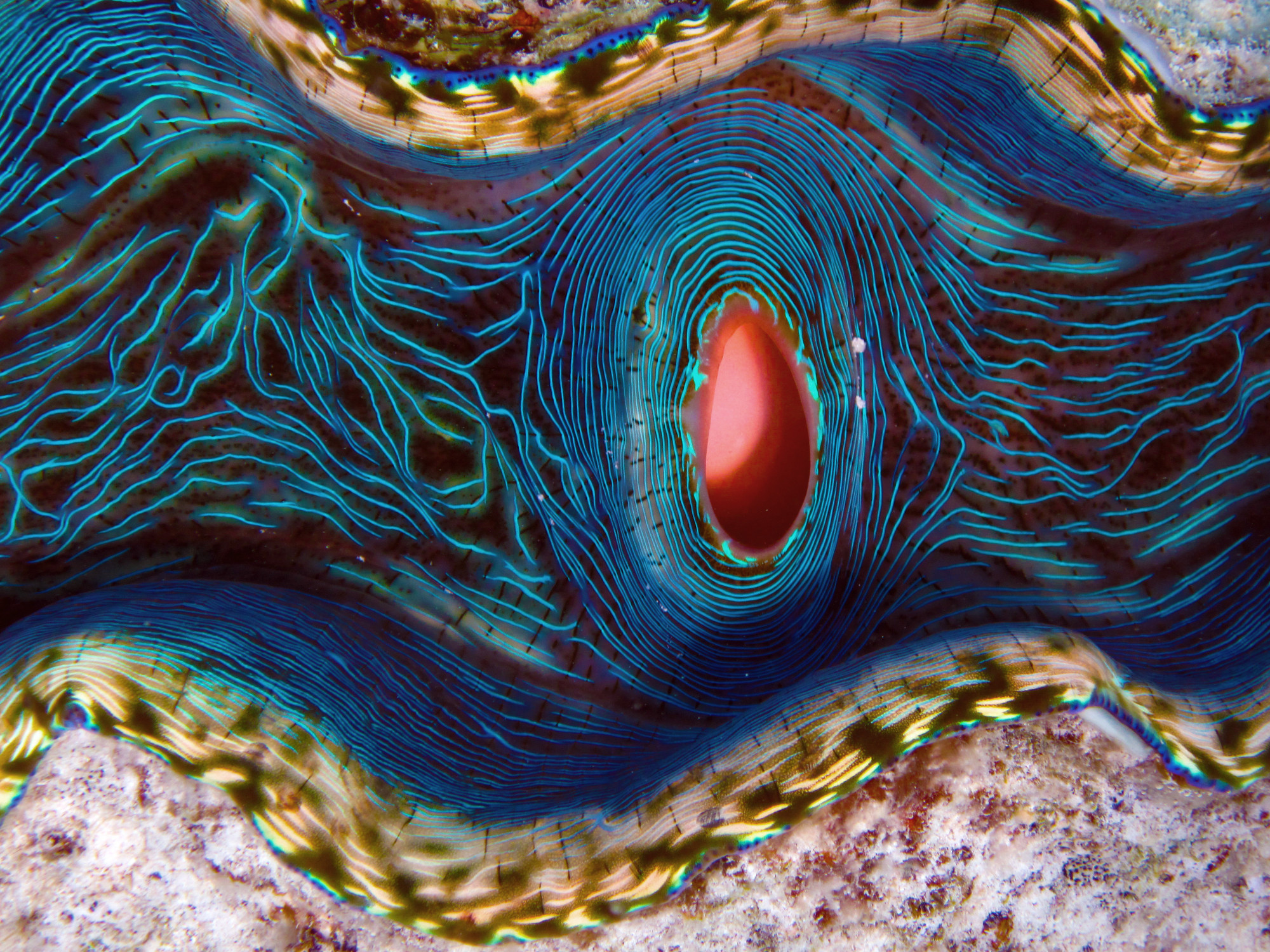 cook-islands-clam_11079598376_o